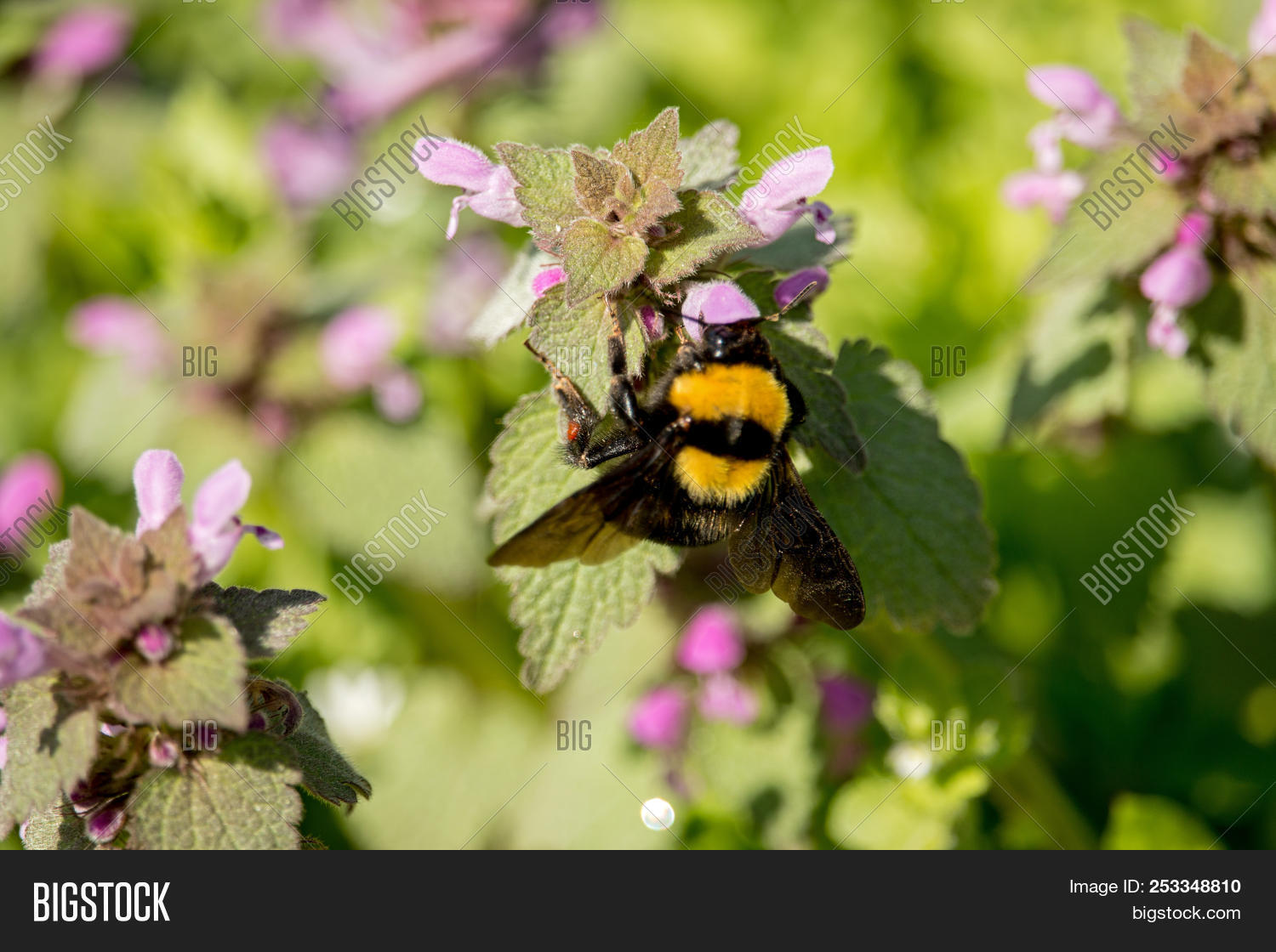 Bee Sitting On Heal Image & Photo (Free Trial) Bigstock