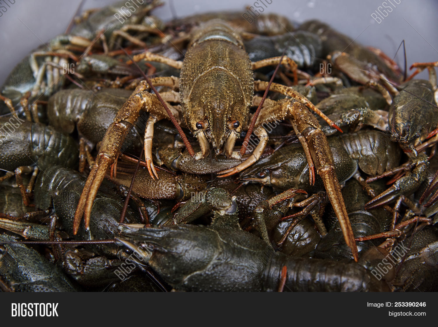 Live Crawfish Close. Image & Photo (Free Trial) Bigstock