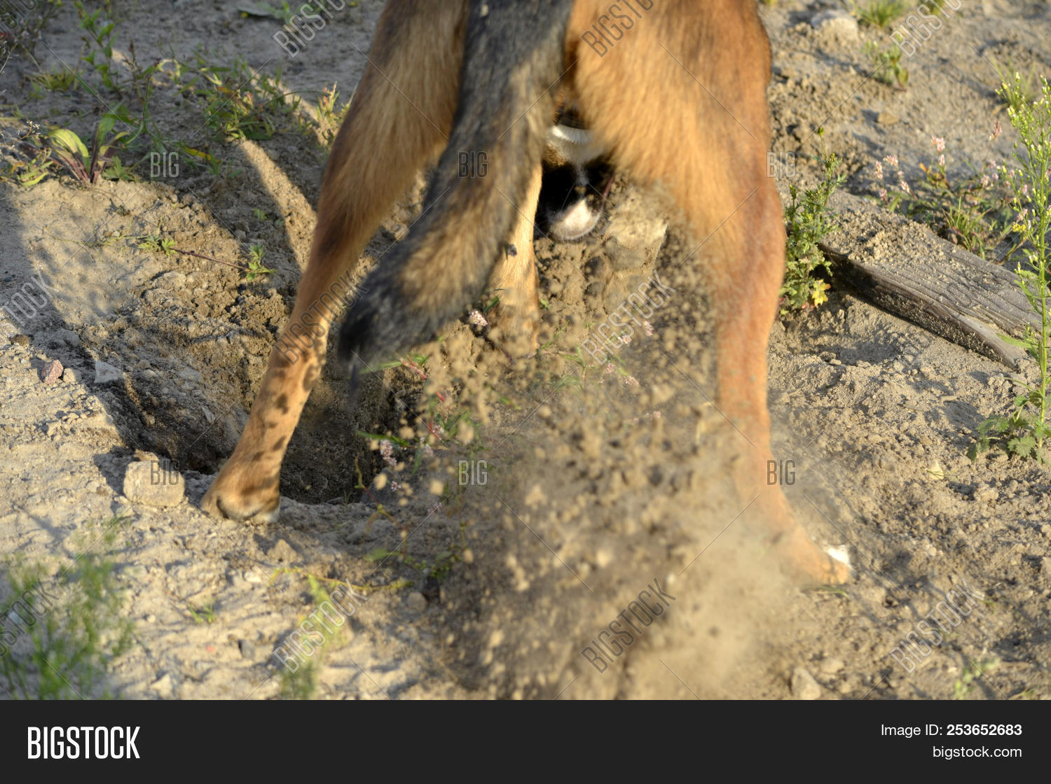 Dog Digs Hole. Image & Photo (Free Trial) Bigstock