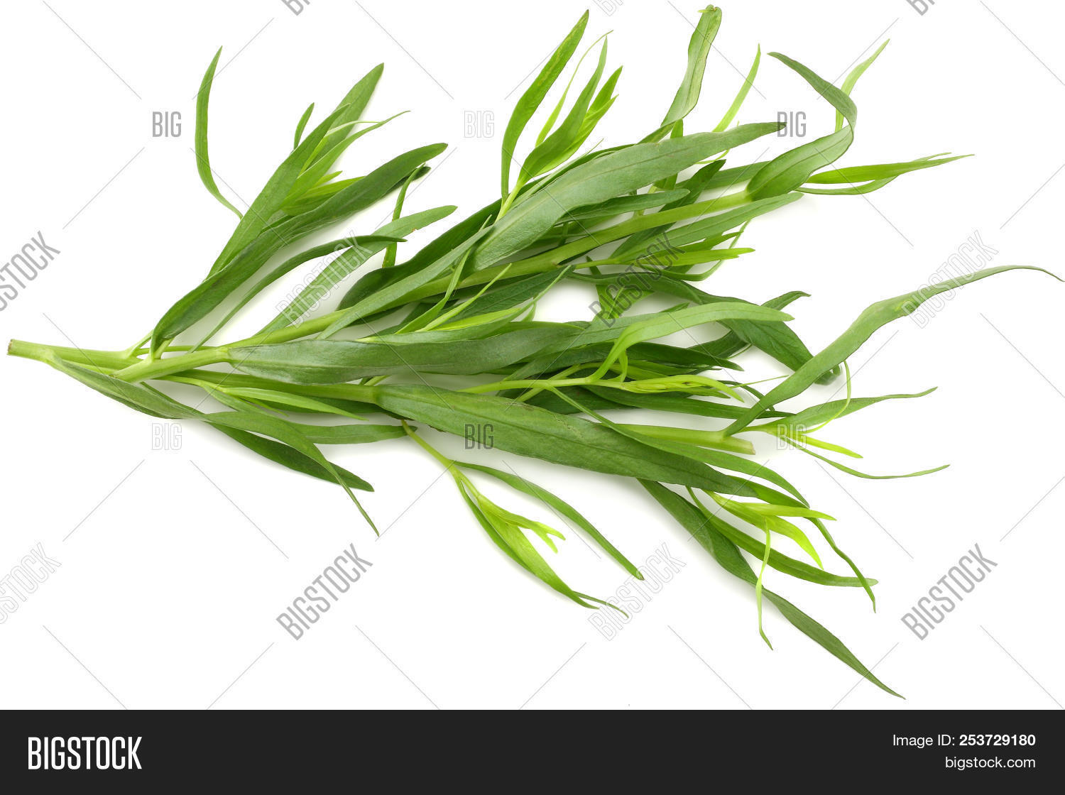 Tarragon Leaves ( Image & Photo (Free Trial) Bigstock