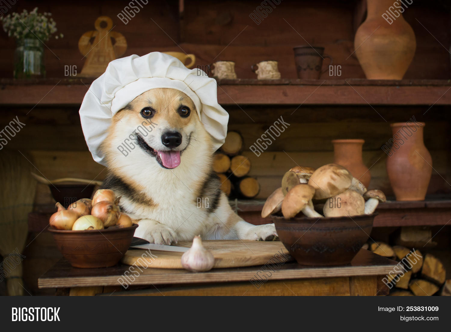 corgi baking