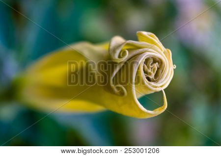 Devil's Trumpet, Datura Metel, In The Garden, Close Up.
