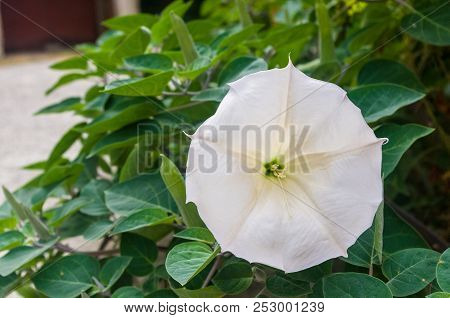 Devil's Trumpet, Datura Metel, In The Garden, Close Up.