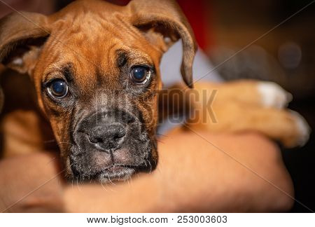 Boxer Puppy Being Held Looking Directly At The Camera