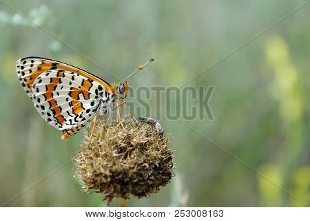 Beautiful Butterfly On A Meadow.  Brush-footed Butterflies. Copy Spaces.