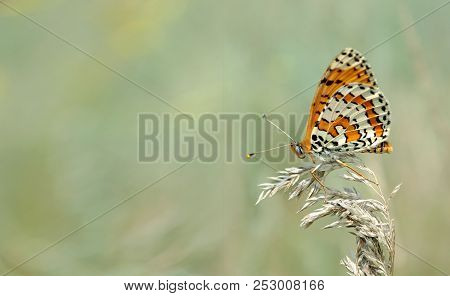 Beautiful Butterfly On A Meadow.  Brush-footed Butterflies. Copy Spaces.