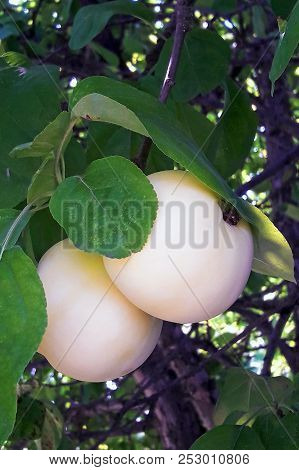 Outdoor Mobile Shot Containing White Apples On A Branch Ready To Be Harvested