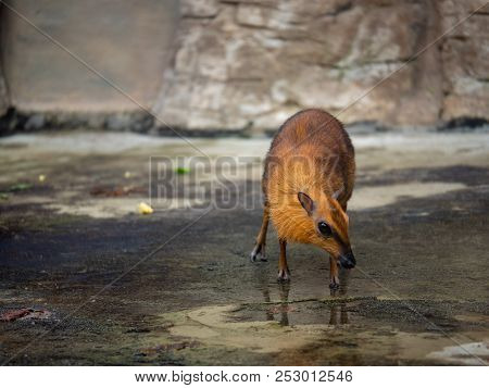 A Greater Mouse-deer, Tragulus Napu, Walks Around A Wet Rocky Plain