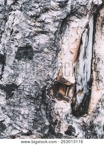 Wood Texture For Interior Design Of Premises.wood Background.