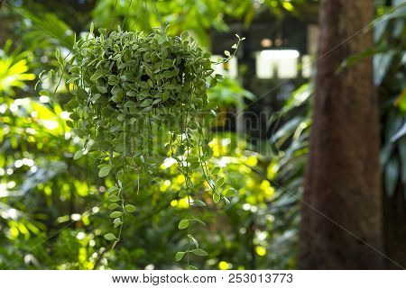 Dischidia Nummularia Variegata Was Hung With A Tree.