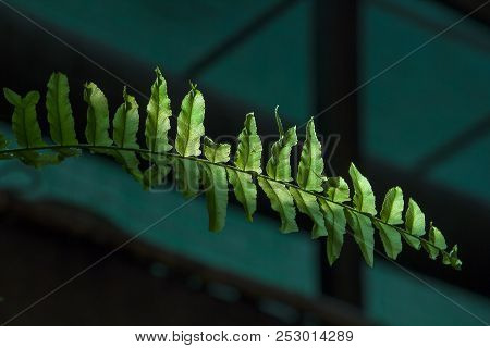 Green Fern Leaves In The Rain Forest.