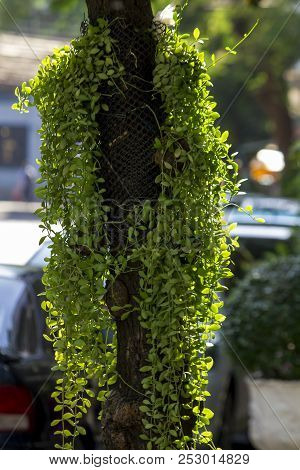 Dischidia Nummularia Variegata Was Hung With A Tree.