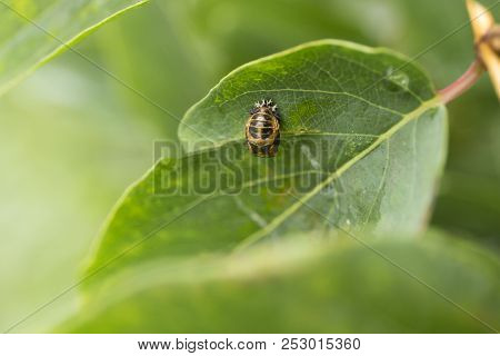 Macro Harlequin Ladybird Pupa. Close Up Harmonia Axyridis.