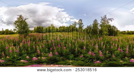 Field Of Willow-tea On A Cloudy Day. Spherical 360-degree Vr Panorama