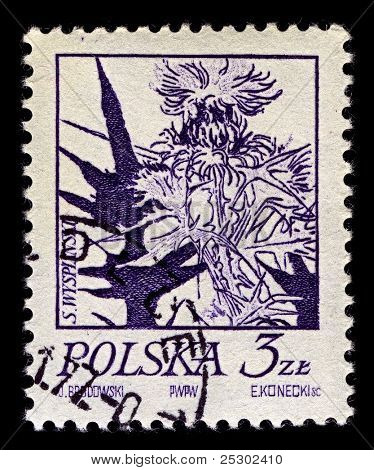 Polonia-CIRCA 1974:A timbro stampato in Polonia Mostra immagine di cardo è il nome comune di un gruppo di 
