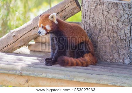 Red Panda On A Wooden Promontoir In A Park In Belgium