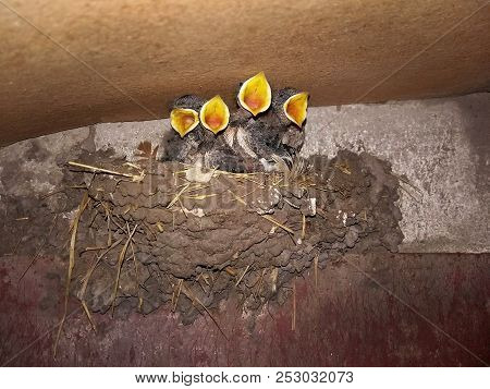 Chicks In The Nest Opened The Yellow Beaks