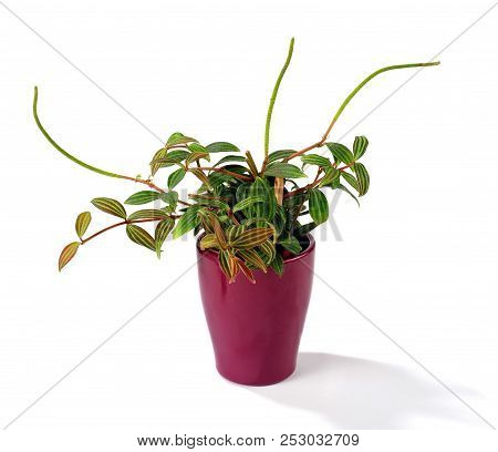Parallel Peperomiaor (peperomia Puteolata) Isolated Over White Background