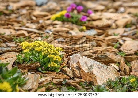 Beautiful Yellow Exotic Saxifraga Flowers (saxifraga Hirculus) Growing On Stones High In The Mountai