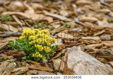 Beautiful Yellow Exotic Saxifraga Flowers (saxifraga Hirculus) Growing On Stones High In The Mountai