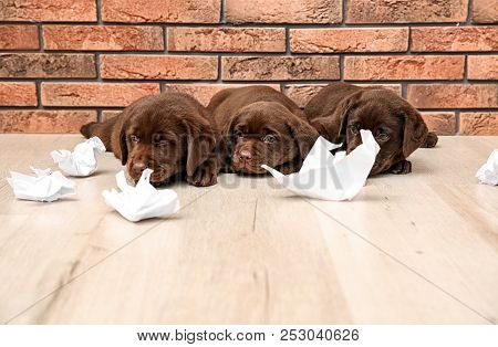 Mischievous Chocolate Labrador Retriever Puppies And Torn Paper Near Wall Indoors