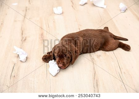 Mischievous Chocolate Labrador Retriever Puppy And Torn Paper On Floor