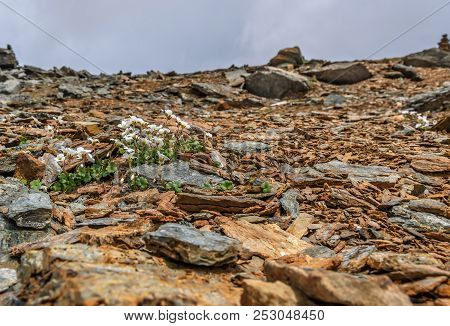 Beautiful Delicate White Exotic Saxifraga Flowers (saxifraga Sibirica) Growing On Stones High In The