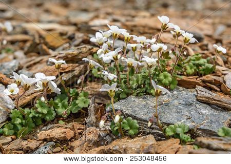 Beautiful Delicate White Exotic Saxifraga Flowers (saxifraga Sibirica) Growing On Stones High In The