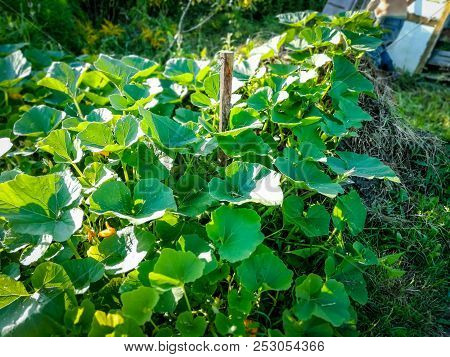 The Leaves And Flowers Of Pumpkins On The Compost Heap.