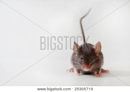 Mus