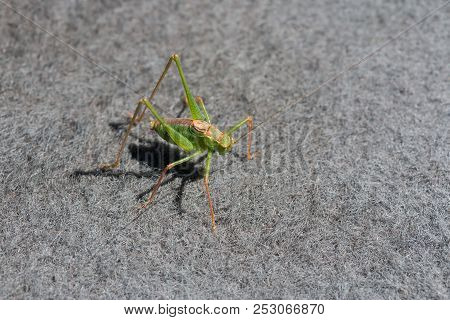 Speckled Bush Cricket Male On Carpet During Summer.