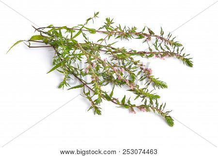 Red Bartsia Or Odontites Vulgaris Isolated On White Background