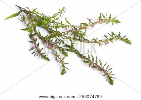 Red Bartsia Or Odontites Vulgaris Isolated On White Background