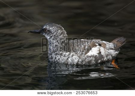 A Close Up View Of A Pigeon Guillimot, Cepphus Columba