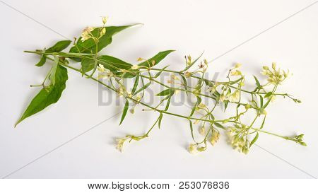 Vincetoxicum Hirundinaria, Commonly Named White Swallow-wort. On White Background