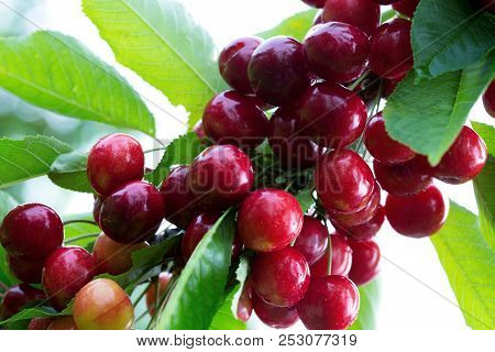Makro Aufnahme Auf Red Cherries In Summer Garden.