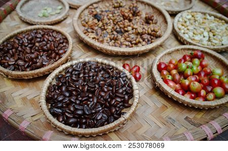 Kopi Luwak Or Civet Coffee, Coffee Beans Excreted By The Civet.
