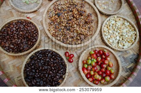 Kopi Luwak Or Civet Coffee, Coffee Beans Excreted By The Civet.