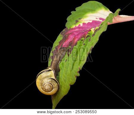 Yellow Forest Snail, Cepaea Nemoralis Crawling On The Leaf Of A Plant
