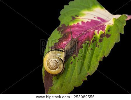 Yellow Forest Snail, Cepaea Nemoralis Crawling On The Leaf Of A Plant