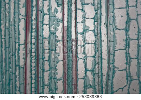 Longitudinal Section Through Cells Of A Stem From A Maize Plantunder The Microscope