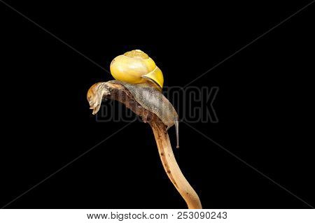 Yellow Forest Snail, Cepaea Nemoralis Sits On The Branch