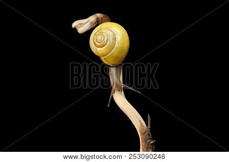Yellow Forest Snail, Cepaea Nemoralis Sits On The Branch