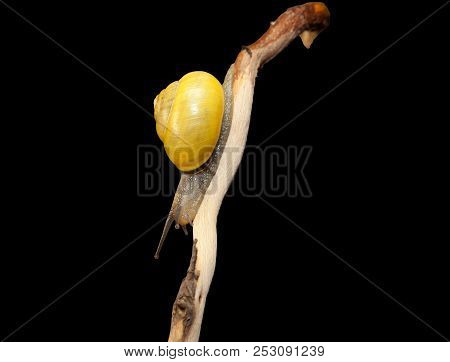 Yellow Forest Snail, Cepaea Nemoralis Sits On The Branch