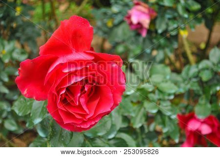 A Red Rose On Its Branch Taken Closeup Look Very Big