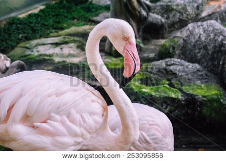 The Portrait Photo Of Light Pink Flamingo In The Zoo In A Typical Pose