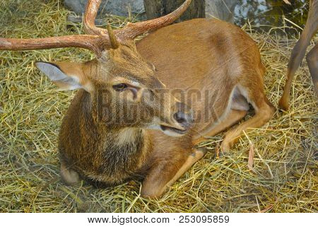 A Deer With Big Antlers Lying On The Ground Full Of Dry Grass In The Zoo