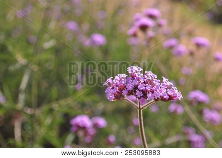 Little Pink Flowers Stand Out Against Greenery Background