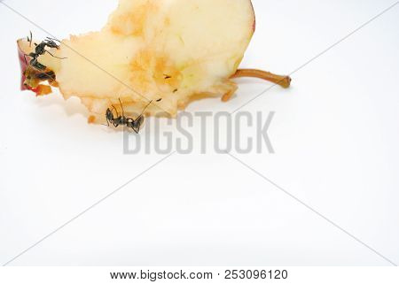 Big Black Ants Eating Rotten Apple On White Background