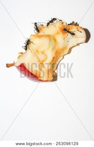 Big Black Ants Eating Rotten Apple On White Background